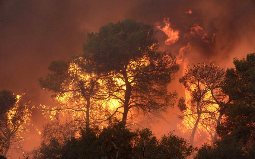 В Курганской области горят леса