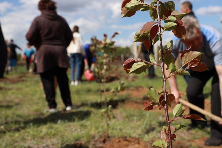 В Курганской области высадили яблоневую аллею в память о новом герое