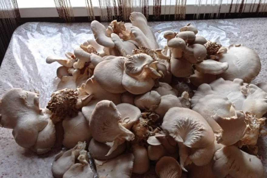 На юге Курганской области круглый год выращивают грибы