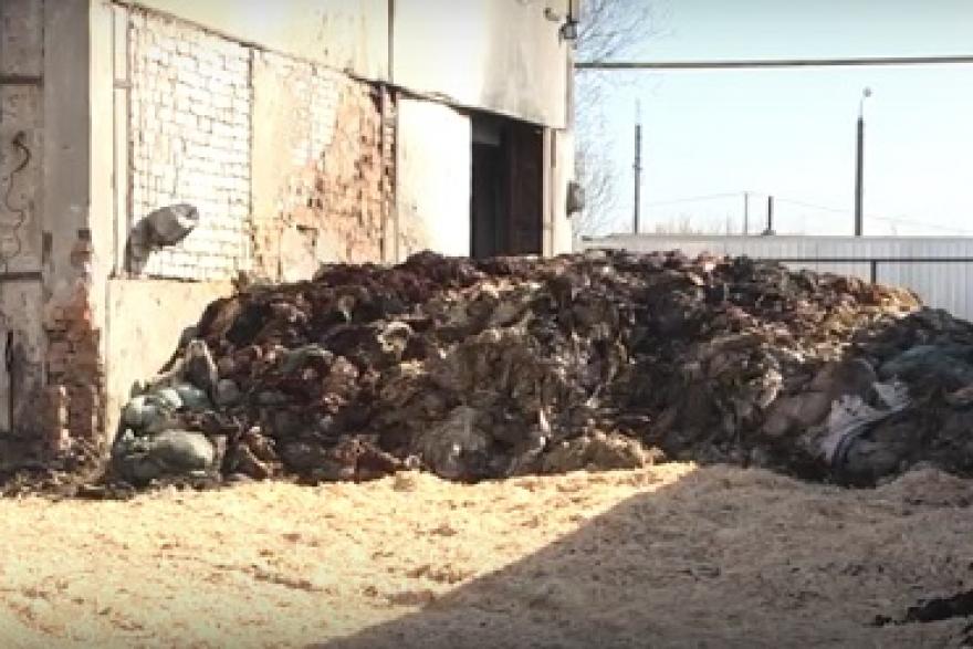 Курганский бизнесмен ответит за разбросанные трупы свиней и птиц