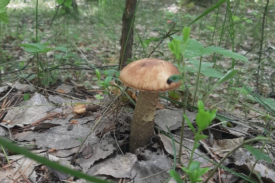В курганских лесах собирают ранние урожаи грибов 