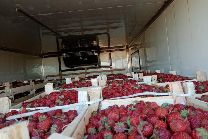 На курганской границе задержали полторы тонны клубники из Киргизии