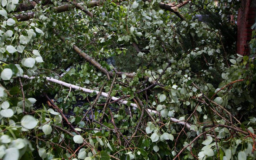 «Дерево упало в 5 метрах от нас». Рассказ очевидца из Кургана об ильменской трагедии