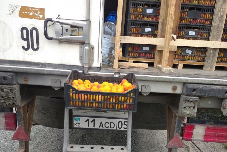 В Курганской области Россельхознадзор задержал 100 тонн абрикосов из Казахстана