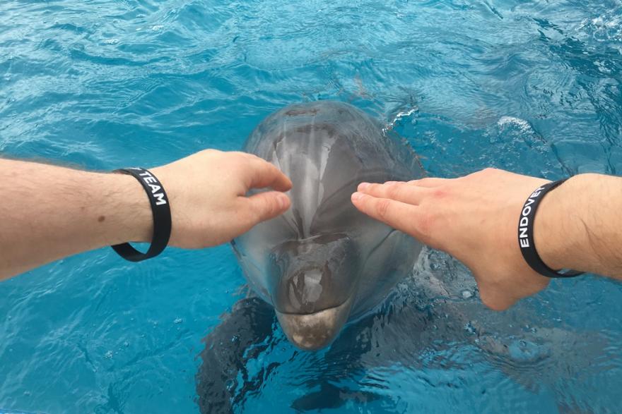 Курганские ветеринары спасли дельфина из Грузии