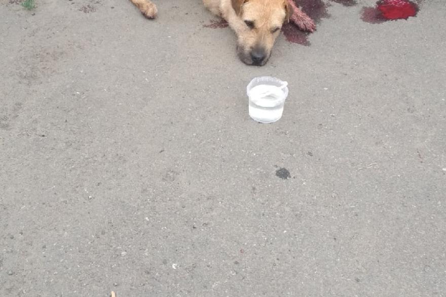 В Кургане неизвестный расстрелял собаку из арбалета