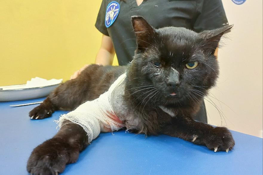 Курганский кот три месяца жил с пулей под сердцем