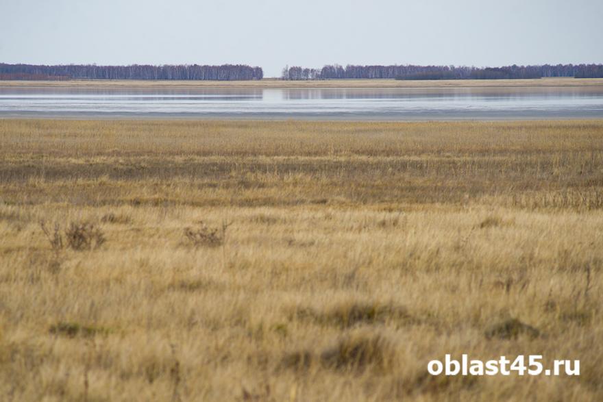 За четырёх убитых лебедей житель Курганской области заплатит полмиллиона рублей