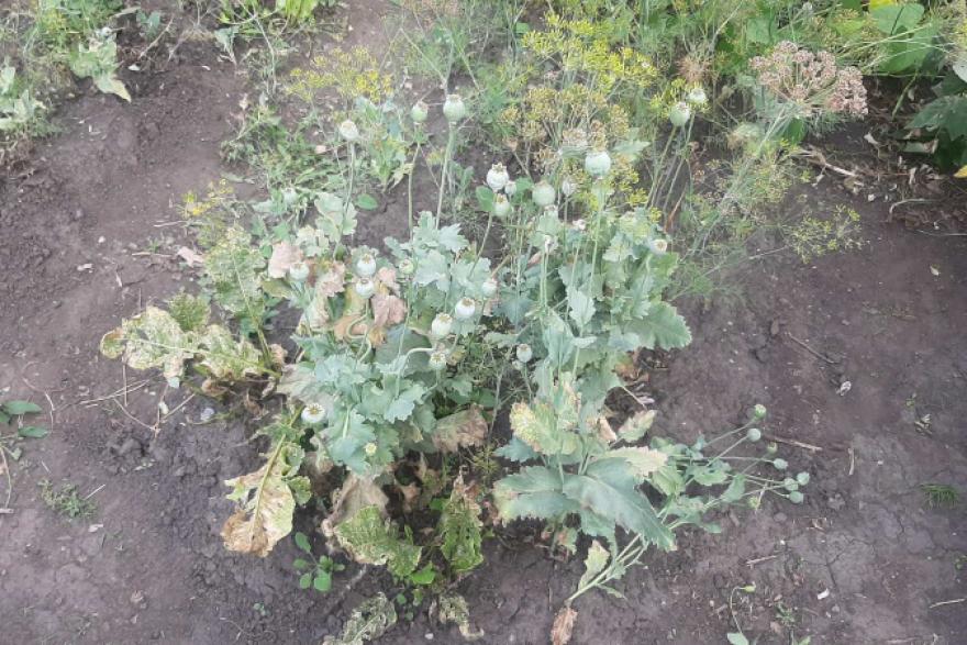 В Курганской области наркополицейские изъяли у «маковой садовницы» весь урожай