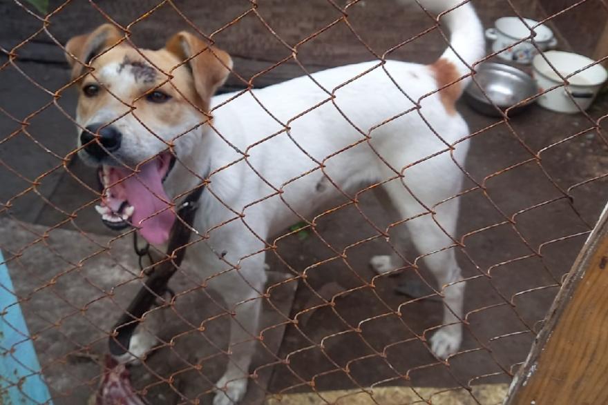 Собаку, которую побила жительница Кургана, забрали в приют