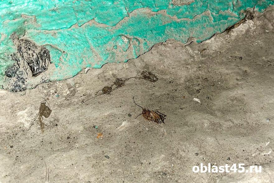 В Кургане жильцы поссорились с пекарями из-за тараканов