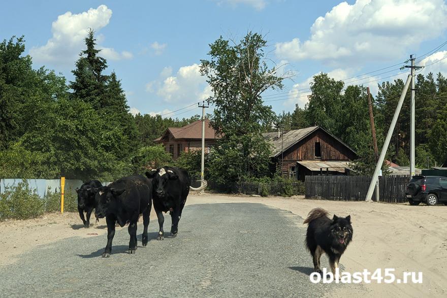 По селу в Курганской области гуляют быки-беспризорники