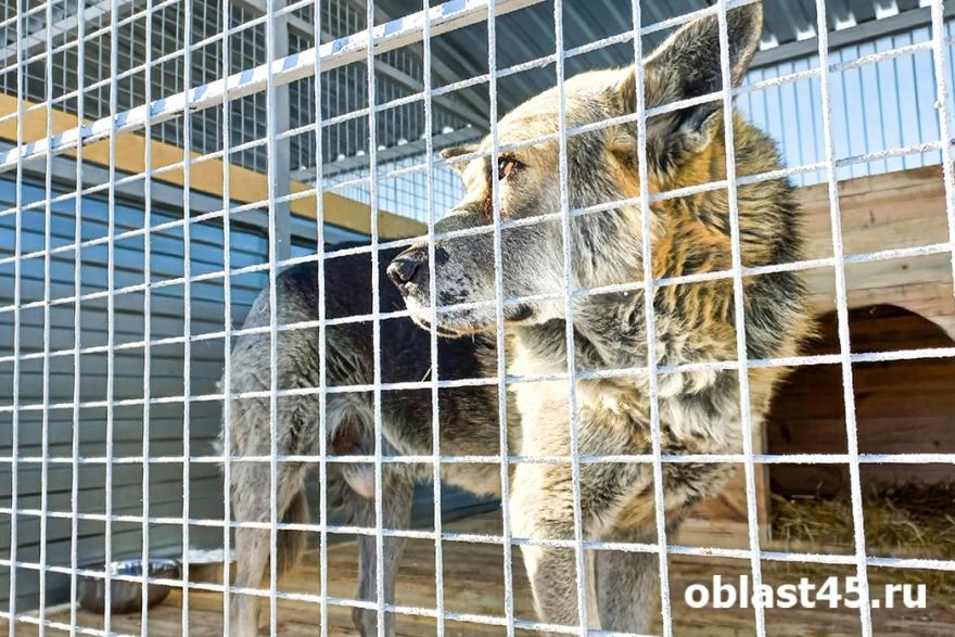 В Курганской области один муниципалитет обязали заняться бездомными собаками