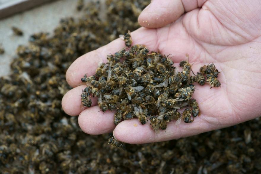 В Курганской области пчеловоды в гибели пчёл винят аграриев