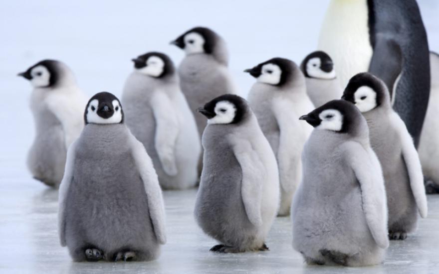  На Земле жили пингвины ростом более двух метров