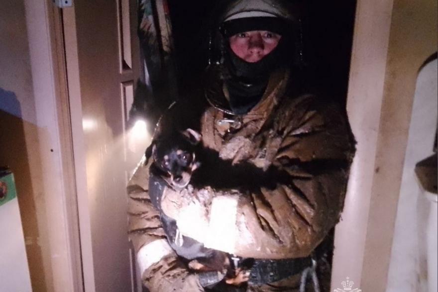 В Кургане из огня спасли собаку