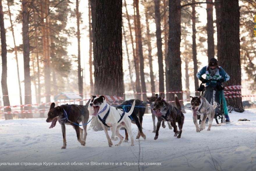 Курганские ездоки на собаках завоевали медали на соревнованиях УрФО