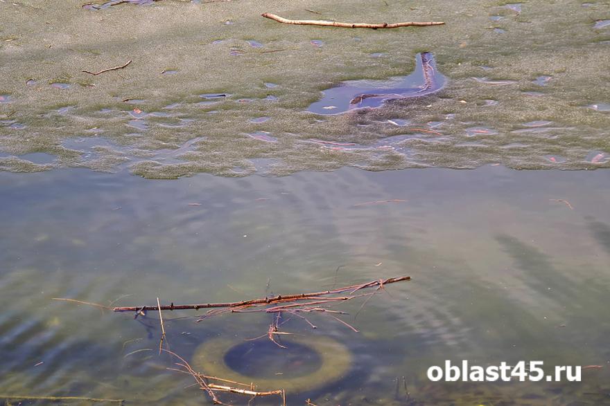 В Курганской области муниципальный водоканал ответит за загрязнение озера