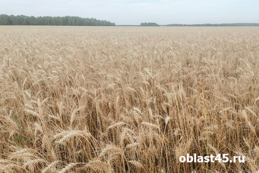 Курганская область полгода не сможет экспортировать зерно в Казахстан