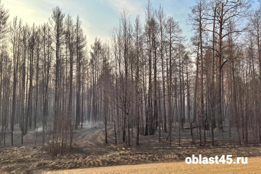 В Курганской области действуют 10 лесных пожаров