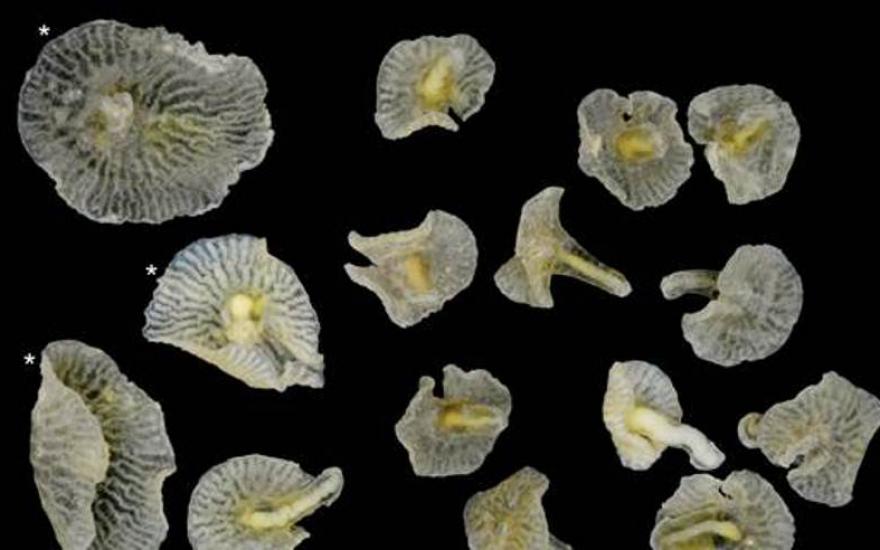 Ученые обнаружили у берегов Тасмании морские грибы
