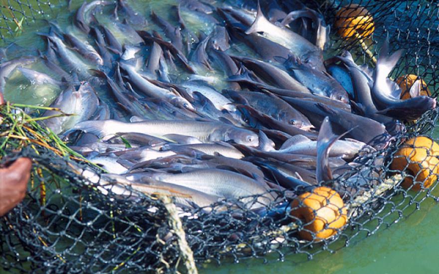 В Курганской области в 2014 году выловят на 900 тонн рыбы больше