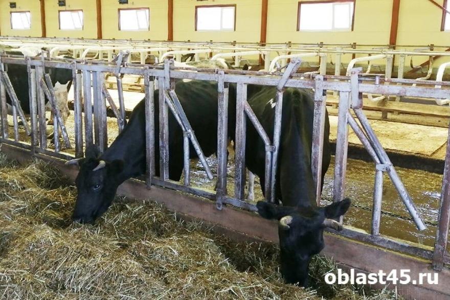 Из бюджета Курганской области выделят миллионы на мясной и молочный скот