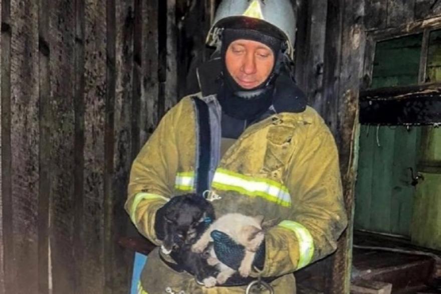 Зауральские огнеборцы спасли двух котят