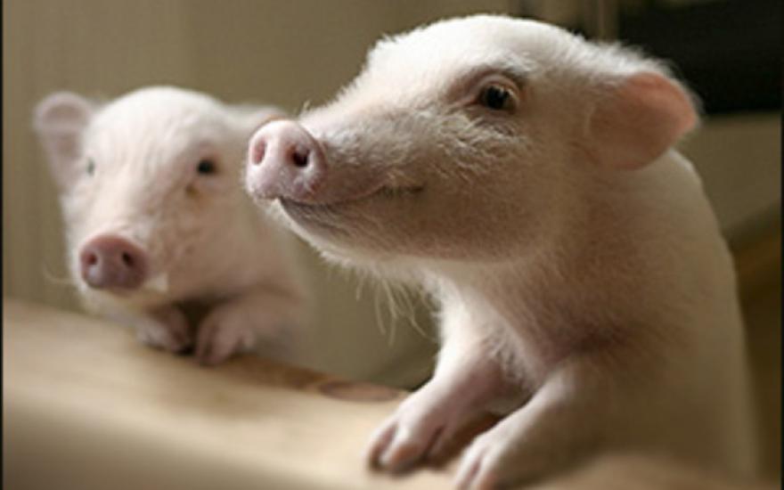 Поголовье свиней на предприятиях области возросло на 11 тысяч голов