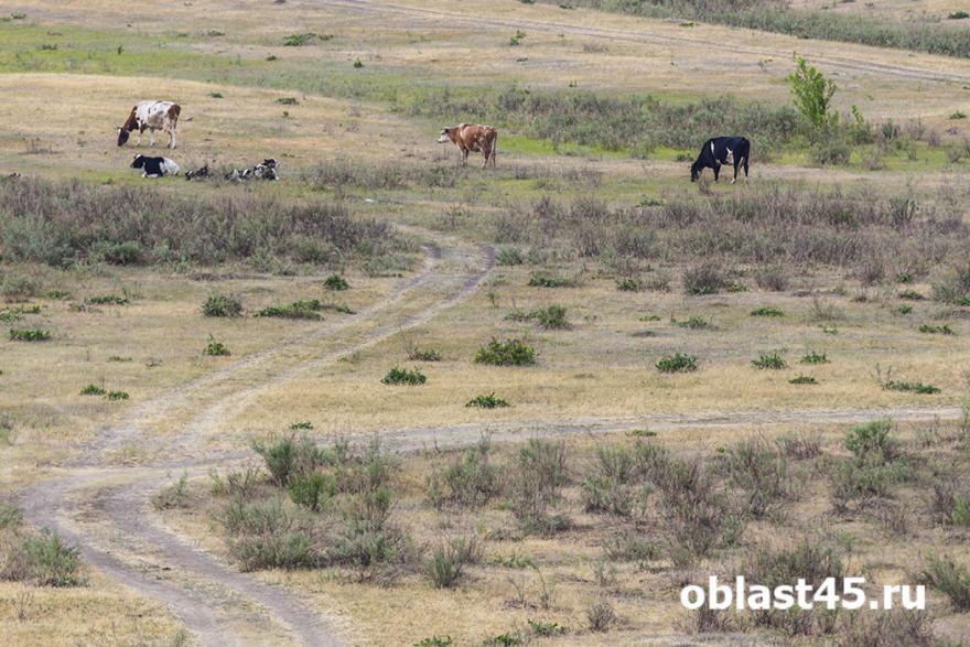 Десятки зауральских гектаров зарастают из-за собственника из Самары