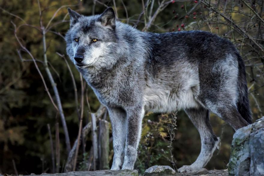 В одном из округов Курганской области волк загрыз человека