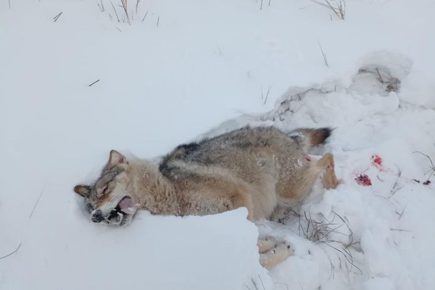 В Макушинском округе охотники застрелили волчицу