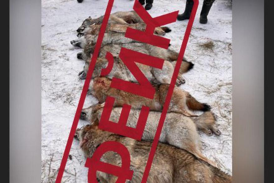 Информацию про убитых волков со всего Зауралья поголовно признают фейковой
