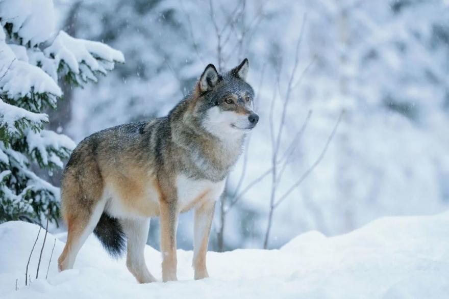 В Курганской области не зарегистрировали нового появления волков