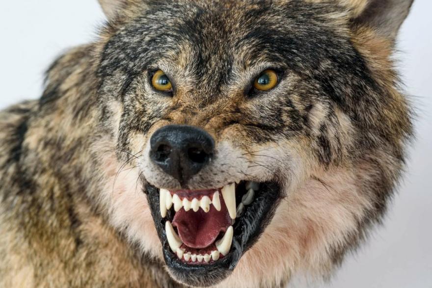 Курганского экс-депутата реабилитируют из-за новых «волчьих» событий в Зауралье?