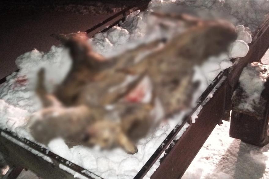 В Курганской области браконьер отстрелил трёх косуль