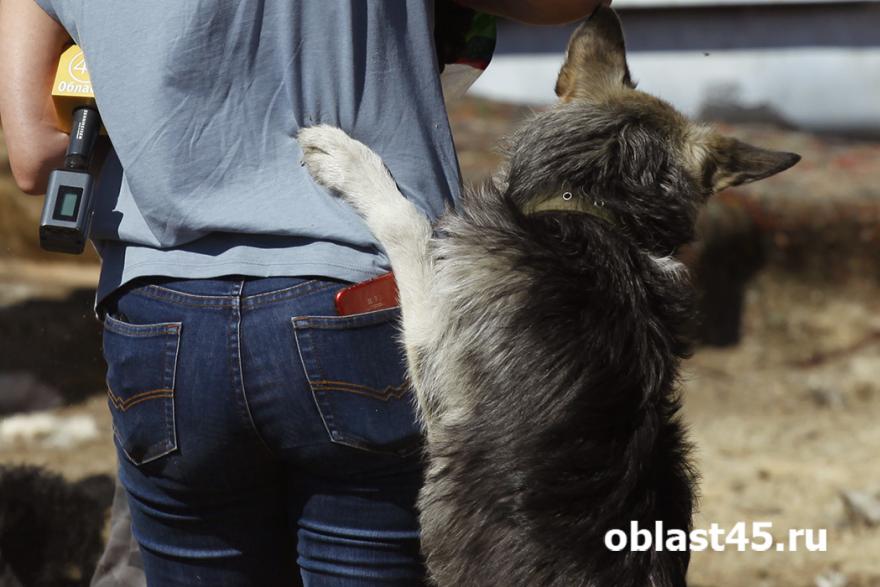 «Будем открывать вольеры»: кураторы приюта для собак просят помощи у зауральцев
