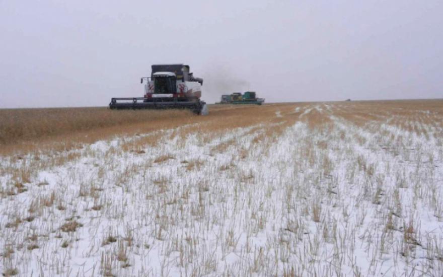 Аграрии Зауралья подсчитали убытки: под снег ушло почти 500 тысяч гектаров