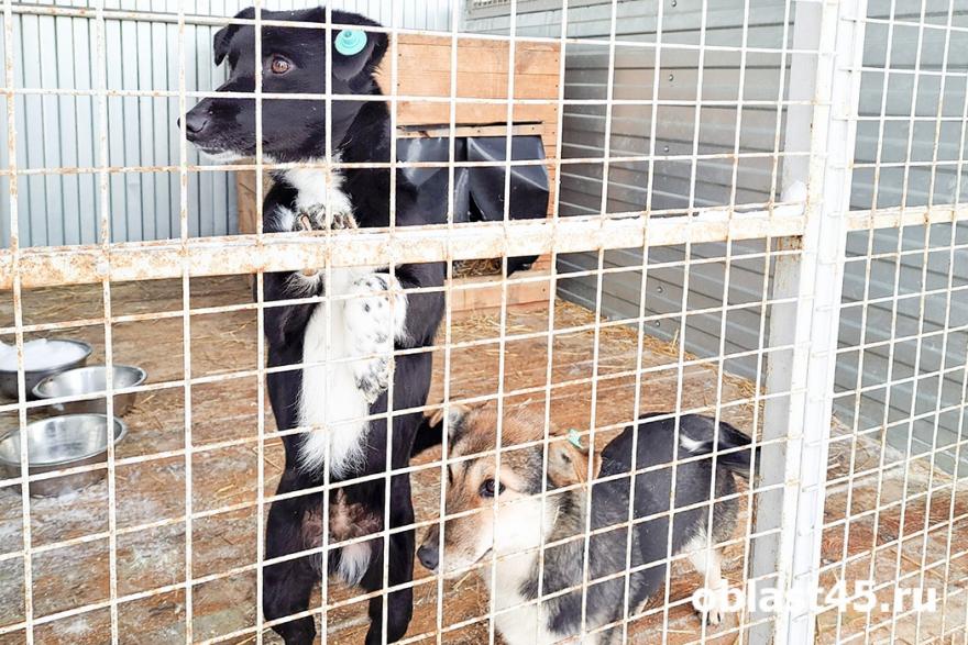 130 собак и 25 кошек: в каких условиях содержатся животные в курганском приюте?