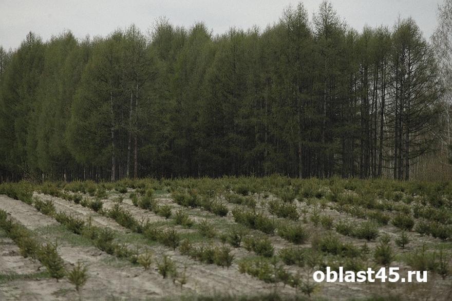 В Зауралье на месте сгоревшего леса высадили тысячи саженцев сосны