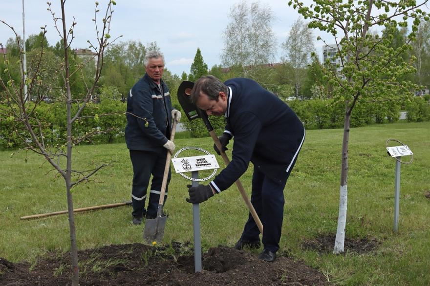 «В память о великих»: в Кургане «Аллея Илизарова» пополнилась новыми деревьями