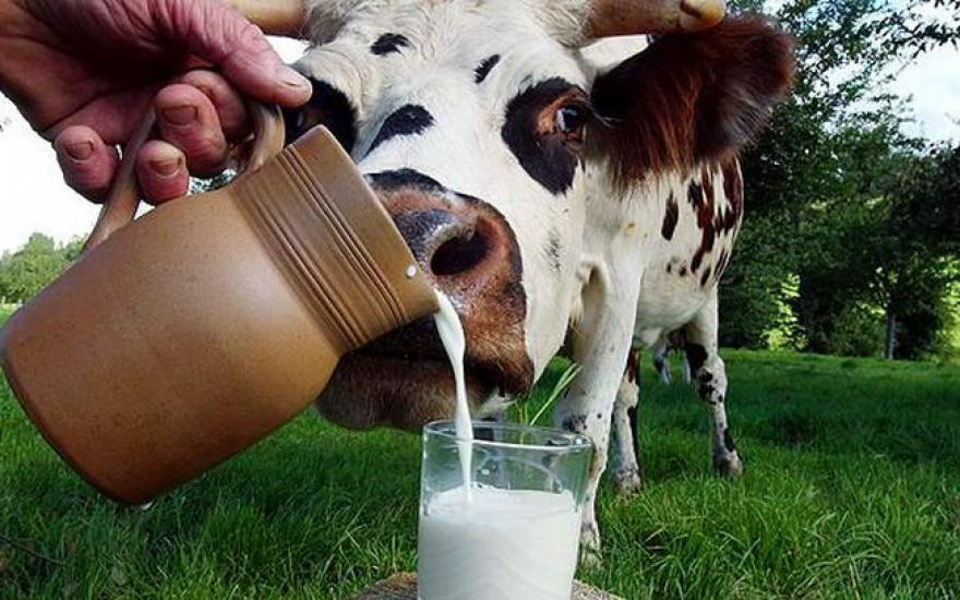 Молочное сырье в Зауралье становится более качественным