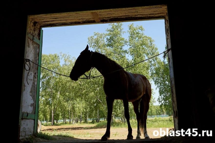 На зауральской границе таможенники не выпустили за границу 33 башкирских лошади