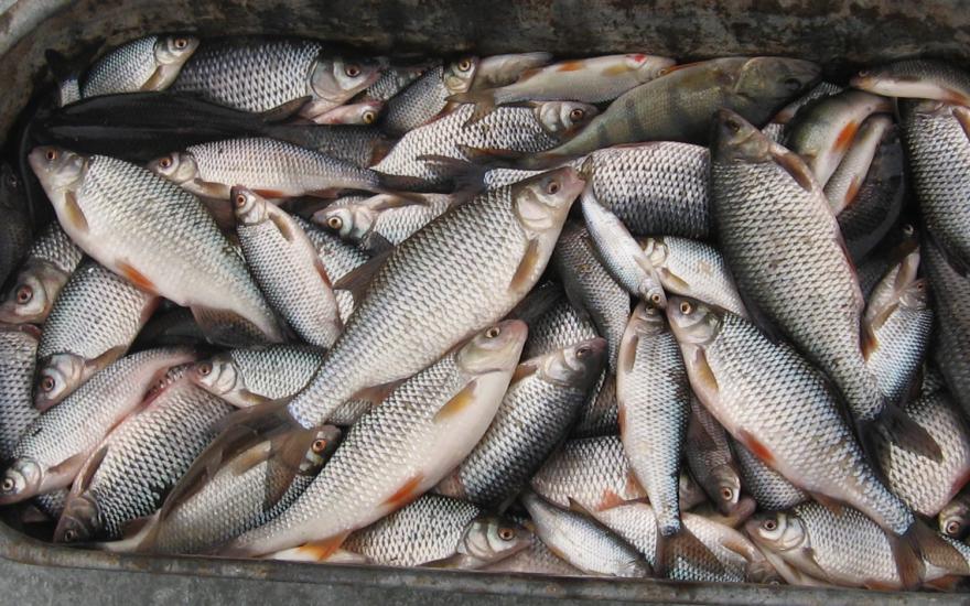 В Зауралье отмечена низкая цена на свежую рыбу