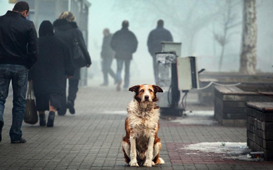 Прячьте своих собак! Догхантеры выйдут на всероссийскую охоту 20 января