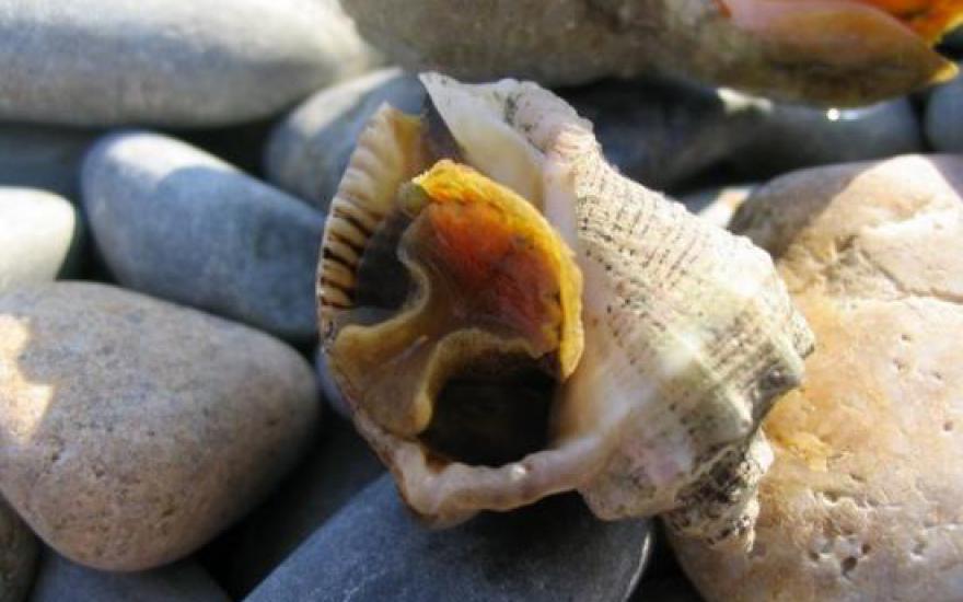 Археологами обнаружена раковина моллюска, жившего 15 млн лет назад и сохранившая свою окраску