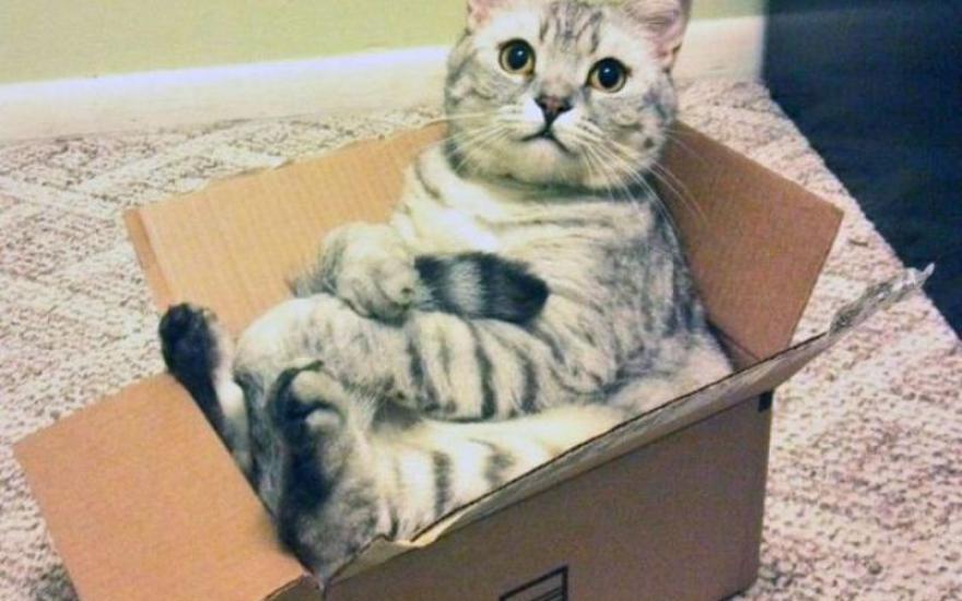 Кошки прячутся в коробки, чтобы избежать стресса