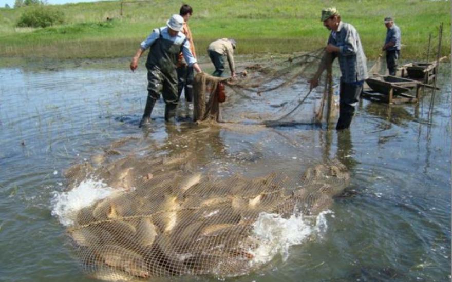 На развитие рыбоводства в Зауралье будет выделено 6 млн рублей