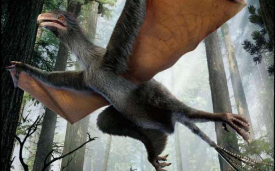В Китае ученые обнаружили динозавра -«бэтмена»