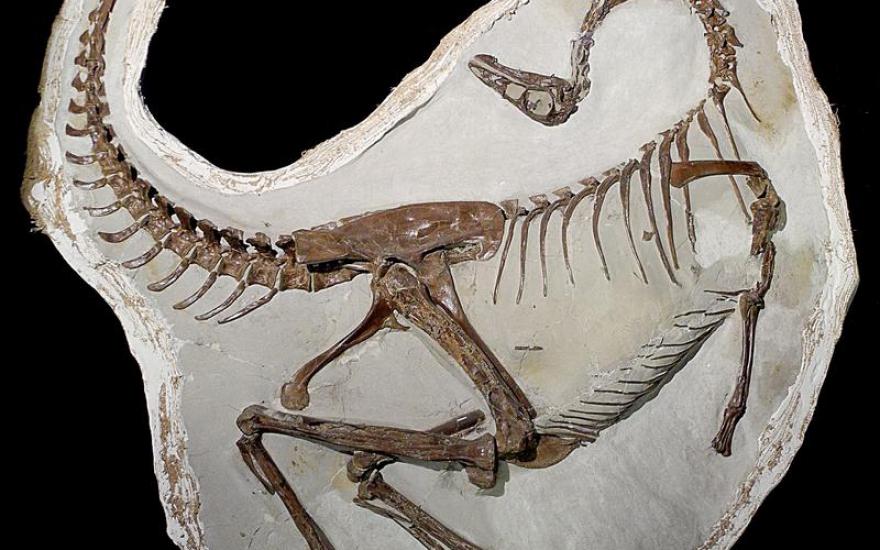 Очередная находка палеонтологов: динозавр, похожий на летучую мышь